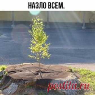 Проситель -  По жизни вечный попрошайка,  Я душой и взглядом, Солнцу  Утром здравствуй говорил,  И мечтой запрыгнув в колесницу,  По счастливому лесу бродил.  .Вы встали утром - улыбнитесь, Богу - Солнцу помолитесь, И удача к вам придёт...  У русских (славян) богом был и есть, Бог Солнца - Ра, разум, радость, ра-дуга. В древние времена, до ...