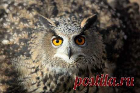 Хорошо отдохнуть
Соколиный квест 
(Оригинальная новогодняя приключенческая игра 
в настоящем зимнем лесу, с элементами соколиной охоты, 
сказочными персонажами, праздничным чаепитием 
в охотничьей избе и памятными сувенирами!).
Стоимость на взр./реб. - 1850 руб.
Заезды по субботам и воскресеньям в декабре 
и в новогодние каникулы.