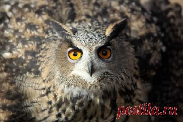 Хорошо отдохнуть
Соколиный квест 
(Оригинальная новогодняя приключенческая игра 
в настоящем зимнем лесу, с элементами соколиной охоты, 
сказочными персонажами, праздничным чаепитием 
в охотничьей избе и памятными сувенирами!).
Стоимость на взр./реб. - 1850 руб.
Заезды по субботам и воскресеньям в декабре 
и в новогодние каникулы.