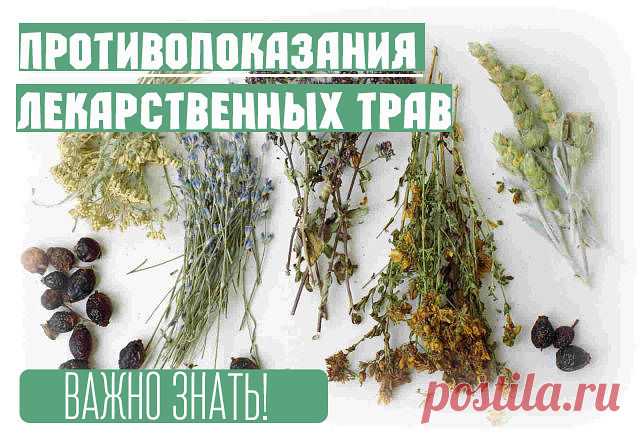 ! Противопоказания лекарственных трав.