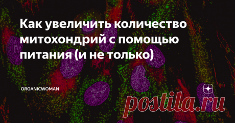 Как увеличить количество митохондрий с помощью питания (и не только) Автор: Екатерина Щербакова
Зачем нам нужно знать про митохондрии и заботиться о них? Одно то, что без них наш организм не может производить необходимую для жизни энергию, уже серьезный аргумент. Это вопрос выживания на биологическом уровне. Нарушение функции митохондрии — это причина многих болезней и один из ключевых факторов старения. Стареют митохондрии — стареет клетка — стареет организм.