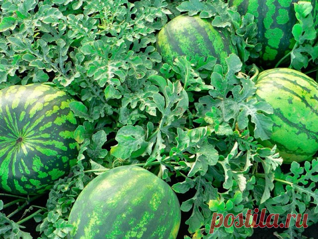 5 хитростей по выращиванию бахчи