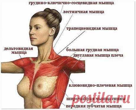 Гимнастика для красивого бюста — легко и просто! Гимнастика для красивого бюста — легко и просто!

Красивая грудь является одной из наиболее важных составляющих сексуальной привлекательности. Хотя всякое понятие красоты достаточно условно и субъективно, несомненным является одно – красивая грудь упруга, не обвисает, сохраняет свою форму при движении.

С анатомической точки зрения бюст – это жировая и соединительная ткани, которые вместе с молочными железами заключены в кож...