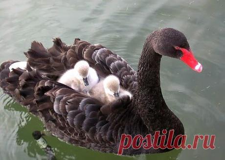 [ЗАБАВНЫЕ ЖИВОТНЫЕ] - natali5357@mail.ru - Почта Mail.Ru