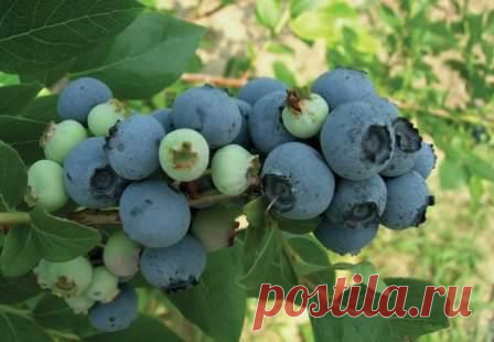 Šilauogės – auginimas ir priežiūra | Viskas apie sodą ir namus | Sodininkyste.lt