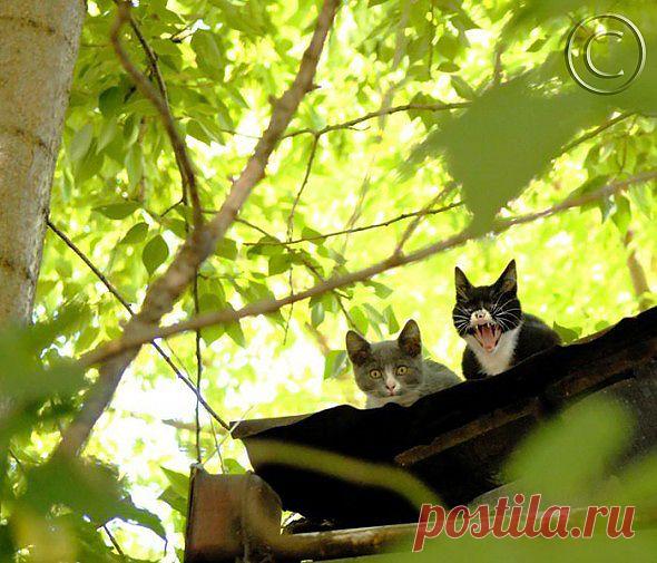 Васькааааааааааа иди к наааааммм!