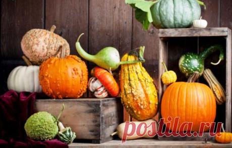 Как хранить тыквы в домашних условиях, как подготовить тыквы к