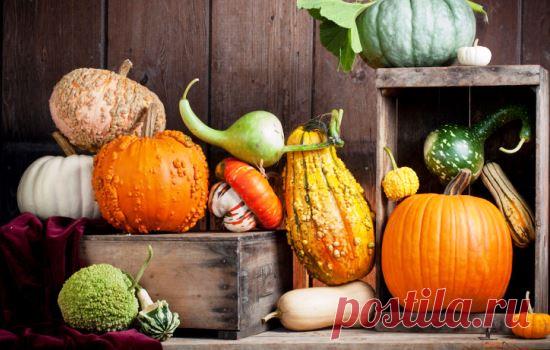 Как хранить тыквы в домашних условиях, как подготовить тыквы к