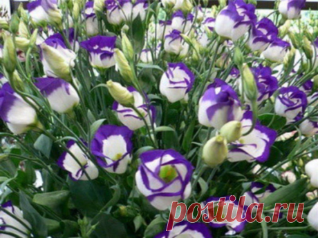 Как Эустома украсит ваш сад