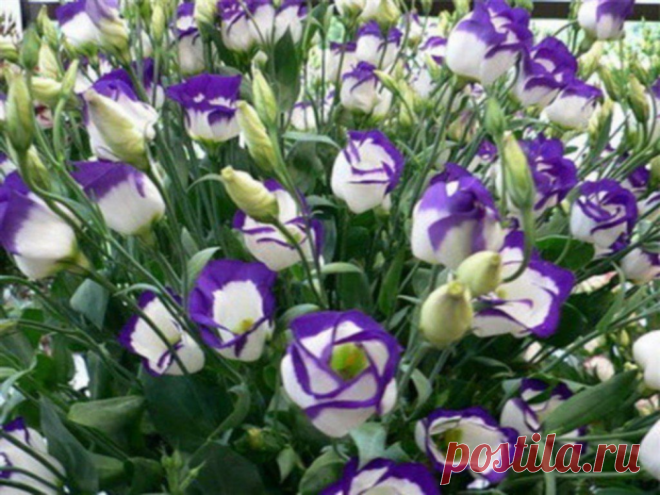 Как Эустома украсит ваш сад