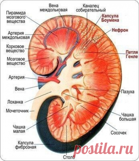 Строение почек

Почка — парный бобовидный орган, выполняющий посредством функции мочеобразования регуляцию химического гомеостаза организма. Входит в систему органов мочевыделения (мочевыделительную систему) у позвоночных животных, в том числе человека.
Показать полностью...