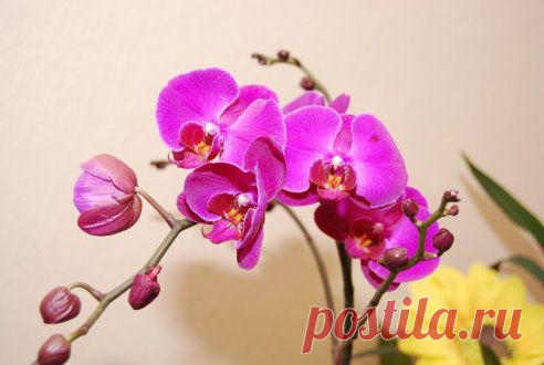 Как правильно ухаживать за требовательной орхидеей?