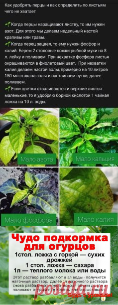 📌 Садоводам-огородникам на заметку 🌱 #подкормка #подкормкаогурцов... | Интересный контент в группе Будь с урожаем!