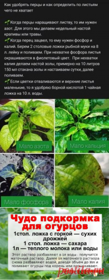 📌 Садоводам-огородникам на заметку 🌱 #подкормка #подкормкаогурцов... | Интересный контент в группе Будь с урожаем!