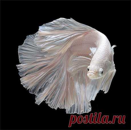рыбка - ангел