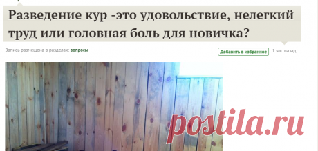 Разведение кур -это удовольствие, нелегкий труд или головная боль для новичка? / 7dach.ru