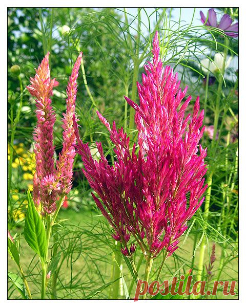 целозия фото цветов: 3 тыс изображений найдено в Яндекс.Картинках