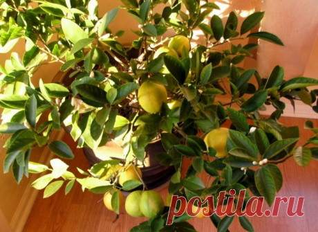 Лимон (Citrus limon).