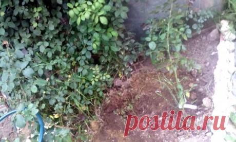 Роза, размножение отводком - Садоводка