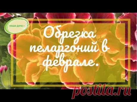 Как обрезать пеларгонии в феврале для пышного цветения. Говорухина Юлия
