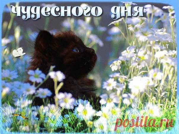 ДОБРОЕ УТРО!
Желаем не знать в этот день неудач,
Ответы найти для тяжелых задач.
На шаг впереди постоянно идти
И счастье найти у себя на пути!