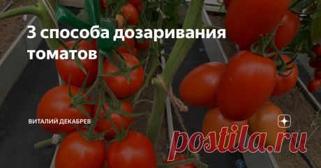 3 способа дозаривания томатов