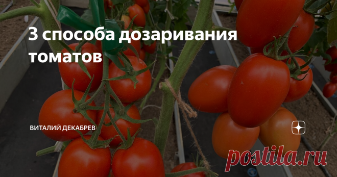 3 способа дозаривания томатов