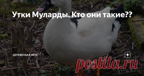 Утки Муларды. Кто они такие?? Доброго времени суток мои дорогие читатели. в продолжении обзора по породам и кроссам домашней птицы, поговорим в сегодняшней статье о утках-Мулардах. Муларды -это особая категория уток, которые не относятся ни к породным уткам ни даже к кроссам. Их выводят для получения мясной продукции, скрещивая индоуток с различными домашними утками разных пород. Ну скажем, к примеру, если скрестить самца индоуток и самку Пекинской породы ,то в итоге у нас...