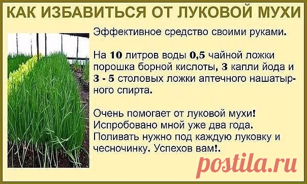 Сад, дача, огород, дом|полезные советы и рецепты
