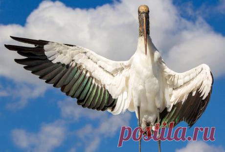 Потрясающие фотографии птиц с фотоконкурса «Audubon Photography Awards 2016″ — Фотоискусство