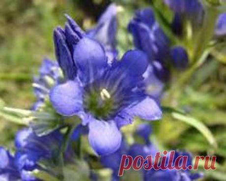 ГОРЕЧАВКА ЛЕЖАЧАЯ / Энциклопедия растений