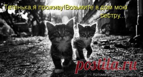 Новая котоматрица для настроения