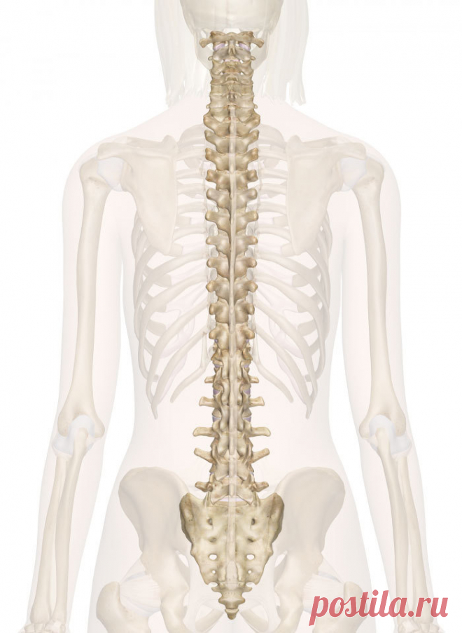 Молодость лица таится в… позвоночнике