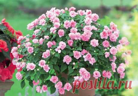 Цветок Бальзамин комнатный: описание, виды, фото, посадка и уход в домашних условиях