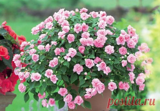 Цветок Бальзамин комнатный: описание, виды, фото, посадка и уход в домашних условиях