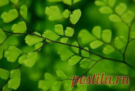 АДИАНТУМ (ВЕНЕРИН ВОЛОС) | Самоцветик