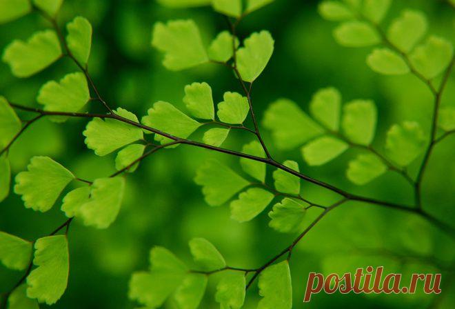 АДИАНТУМ (ВЕНЕРИН ВОЛОС) | Самоцветик