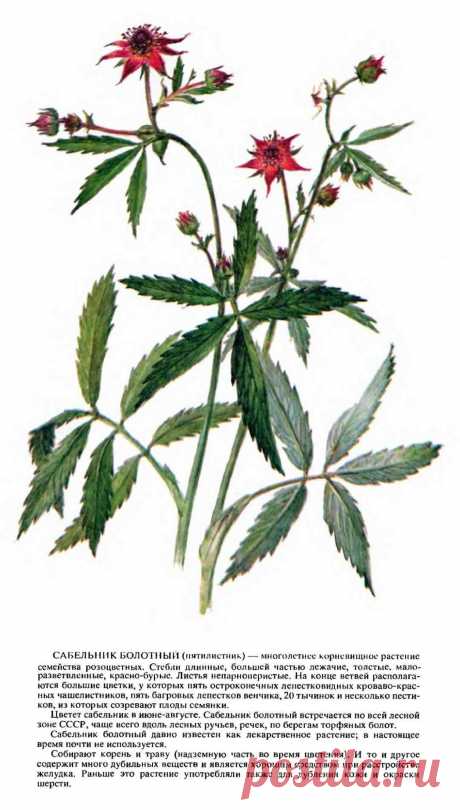 Сабельник болотный (пятилистник)