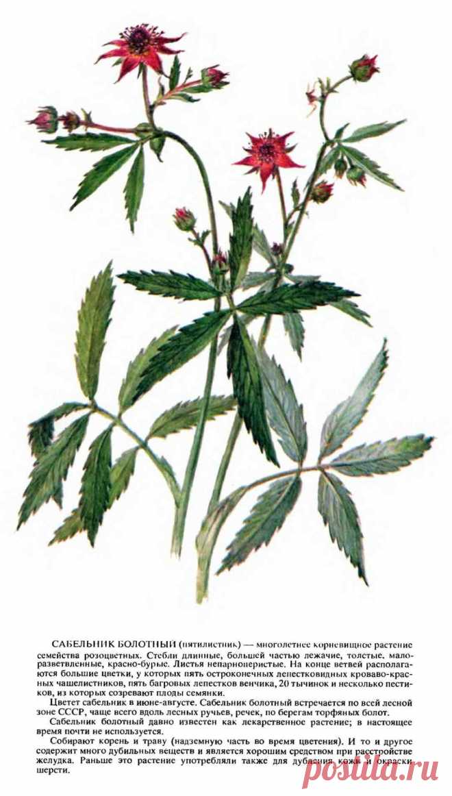 Сабельник болотный (пятилистник)
