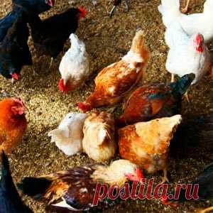 Комбикорм для кур несушек своими руками: проверенные рецепты
