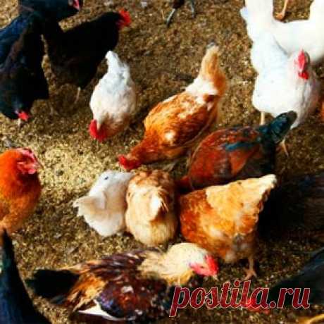 Комбикорм для кур несушек своими руками: проверенные рецепты