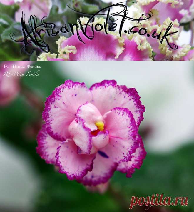 AfricanViolet.co.uk | This ain't your grandma's hobby.