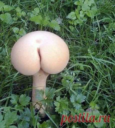 Гриб -- ЖОПЁНОК !!! )))
