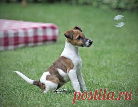 Порода собак фокстерьер