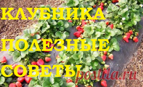 Клубника. Полезные советы. — 6 соток