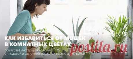 Как избавиться от мошек в цветах: 3 пошаговые инструкции и рецепты домашних средств