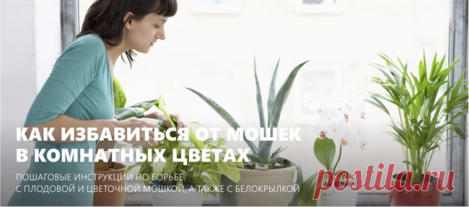 Как избавиться от мошек в цветах: 3 пошаговые инструкции и рецепты домашних средств