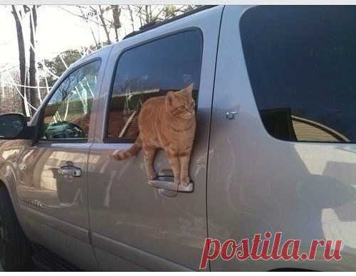 котики Поиск
