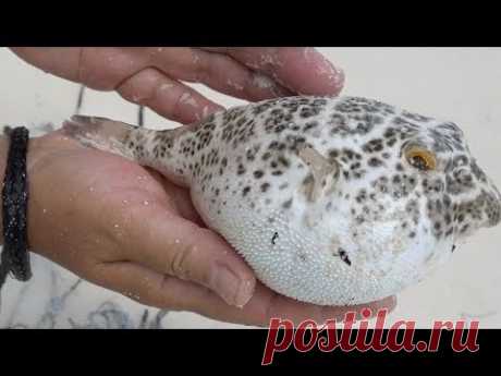 Puffer Fish Inflating and Deflating