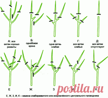 Как обрезать cтарую яблоню: схема
